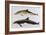 Two Varieties of Dolphin: Delphinus Delphis (Top) Delphinus Tursio-J. Smit-Framed Premium Giclee Print