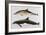 Two Varieties of Dolphin: Delphinus Delphis (Top) Delphinus Tursio-J. Smit-Framed Premium Giclee Print