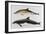 Two Varieties of Dolphin: Delphinus Delphis (Top) Delphinus Tursio-J. Smit-Framed Premium Giclee Print