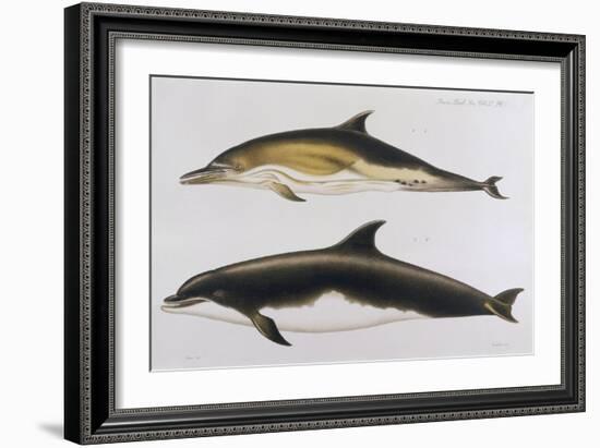 Two Varieties of Dolphin: Delphinus Delphis (Top) Delphinus Tursio-J. Smit-Framed Premium Giclee Print