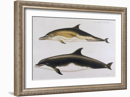 Two Varieties of Dolphin: Delphinus Delphis (Top) Delphinus Tursio-J. Smit-Framed Art Print