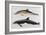 Two Varieties of Dolphin: Delphinus Delphis (Top) Delphinus Tursio-J. Smit-Framed Art Print