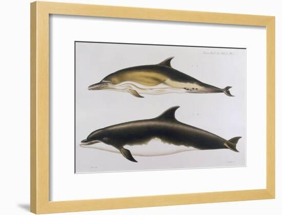 Two Varieties of Dolphin: Delphinus Delphis (Top) Delphinus Tursio-J. Smit-Framed Art Print