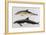 Two Varieties of Dolphin: Delphinus Delphis (Top) Delphinus Tursio-J. Smit-Framed Art Print