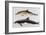 Two Varieties of Dolphin: Delphinus Delphis (Top) Delphinus Tursio-J. Smit-Framed Art Print