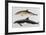 Two Varieties of Dolphin: Delphinus Delphis (Top) Delphinus Tursio-J. Smit-Framed Art Print