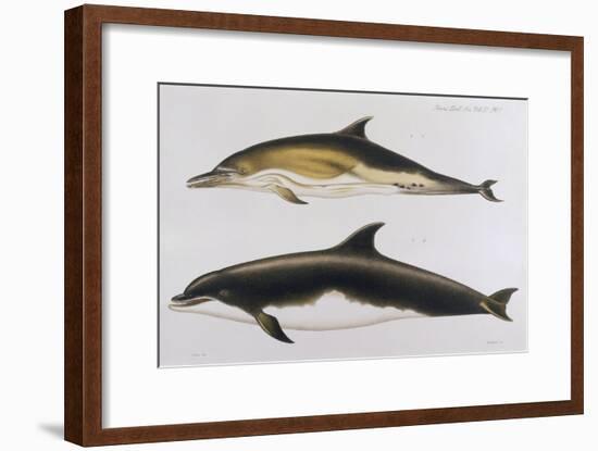 Two Varieties of Dolphin: Delphinus Delphis (Top) Delphinus Tursio-J. Smit-Framed Art Print