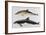 Two Varieties of Dolphin: Delphinus Delphis (Top) Delphinus Tursio-J. Smit-Framed Art Print