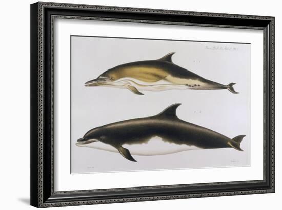 Two Varieties of Dolphin: Delphinus Delphis (Top) Delphinus Tursio-J. Smit-Framed Art Print