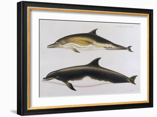 Two Varieties of Dolphin: Delphinus Delphis (Top) Delphinus Tursio-J. Smit-Framed Art Print