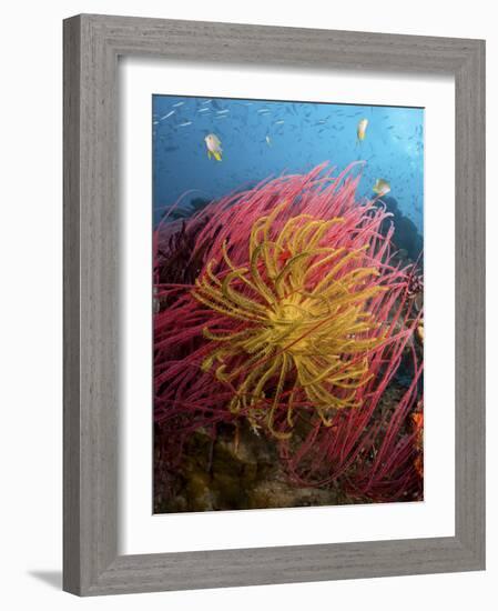 Two Varieties of Feather Star Crinoids, Pisang Islands, Papua, Indonesia-Jones-Shimlock-Framed Photographic Print