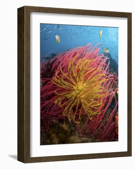 Two Varieties of Feather Star Crinoids, Pisang Islands, Papua, Indonesia-Jones-Shimlock-Framed Photographic Print