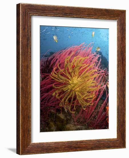 Two Varieties of Feather Star Crinoids, Pisang Islands, Papua, Indonesia-Jones-Shimlock-Framed Photographic Print