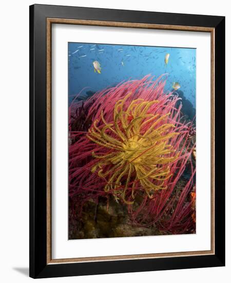 Two Varieties of Feather Star Crinoids, Pisang Islands, Papua, Indonesia-Jones-Shimlock-Framed Photographic Print