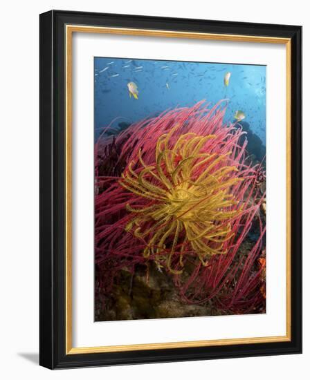 Two Varieties of Feather Star Crinoids, Pisang Islands, Papua, Indonesia-Jones-Shimlock-Framed Photographic Print