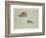 Two Vignettes of Woodcock, C.1915 (W/C & Bodycolour over Pencil on Paper)-Archibald Thorburn-Framed Giclee Print
