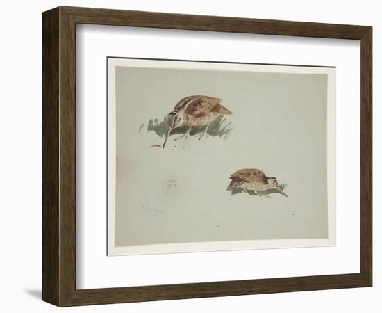 Two Vignettes of Woodcock, C.1915 (W/C & Bodycolour over Pencil on Paper)-Archibald Thorburn-Framed Giclee Print