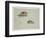 Two Vignettes of Woodcock, C.1915 (W/C & Bodycolour over Pencil on Paper)-Archibald Thorburn-Framed Giclee Print