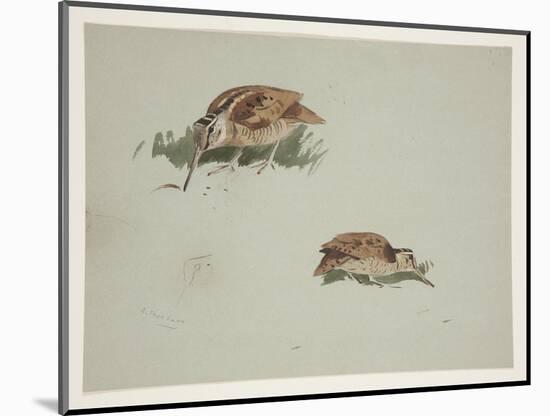 Two Vignettes of Woodcock, C.1915 (W/C & Bodycolour over Pencil on Paper)-Archibald Thorburn-Mounted Giclee Print