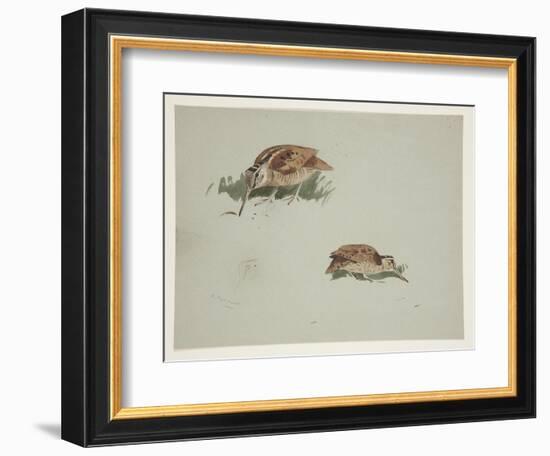 Two Vignettes of Woodcock, C.1915 (W/C & Bodycolour over Pencil on Paper)-Archibald Thorburn-Framed Giclee Print
