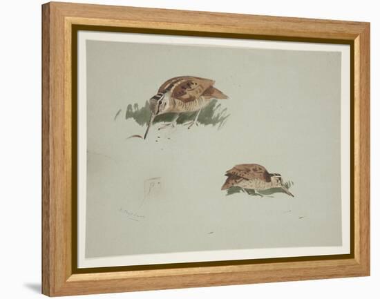 Two Vignettes of Woodcock, C.1915 (W/C & Bodycolour over Pencil on Paper)-Archibald Thorburn-Framed Premier Image Canvas