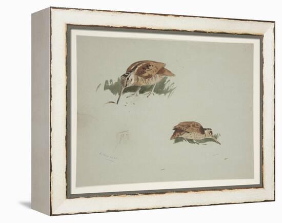 Two Vignettes of Woodcock, C.1915 (W/C & Bodycolour over Pencil on Paper)-Archibald Thorburn-Framed Premier Image Canvas