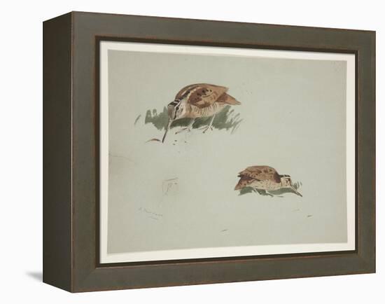 Two Vignettes of Woodcock, C.1915 (W/C & Bodycolour over Pencil on Paper)-Archibald Thorburn-Framed Premier Image Canvas