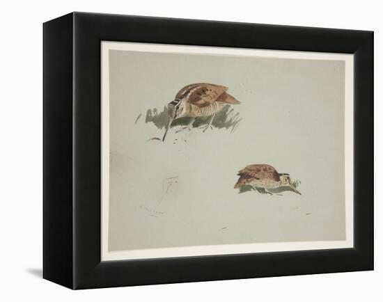 Two Vignettes of Woodcock, C.1915 (W/C & Bodycolour over Pencil on Paper)-Archibald Thorburn-Framed Premier Image Canvas