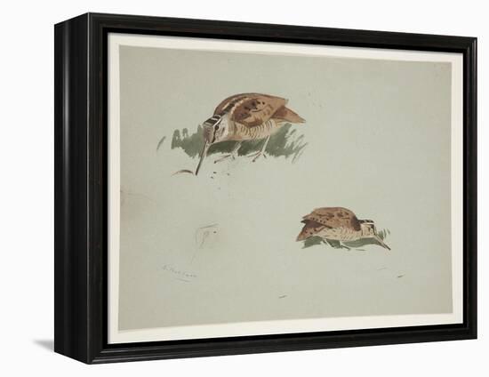 Two Vignettes of Woodcock, C.1915 (W/C & Bodycolour over Pencil on Paper)-Archibald Thorburn-Framed Premier Image Canvas