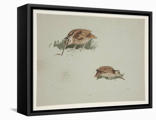 Two Vignettes of Woodcock, C.1915 (W/C & Bodycolour over Pencil on Paper)-Archibald Thorburn-Framed Premier Image Canvas