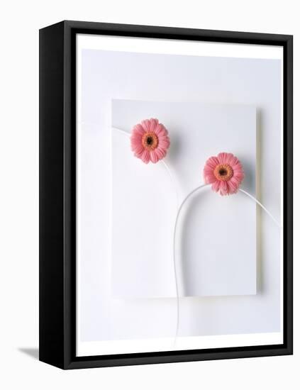 Two Vivid Pink Gerbera Daisy Blooms on White Stems with White Background-null-Framed Premier Image Canvas