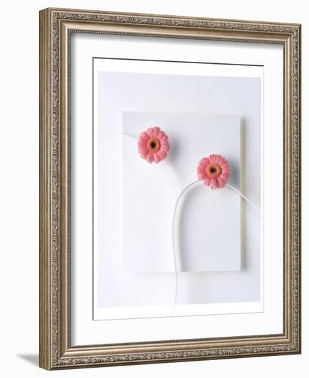 Two Vivid Pink Gerbera Daisy Blooms on White Stems with White Background-null-Framed Photographic Print