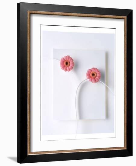 Two Vivid Pink Gerbera Daisy Blooms on White Stems with White Background-null-Framed Photographic Print