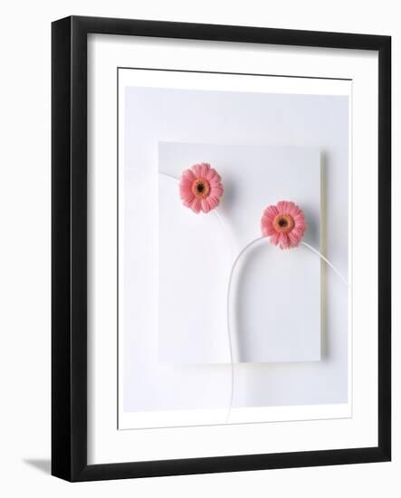 Two Vivid Pink Gerbera Daisy Blooms on White Stems with White Background-null-Framed Photographic Print