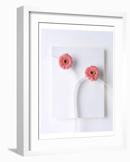 Two Vivid Pink Gerbera Daisy Blooms on White Stems with White Background-null-Framed Photographic Print