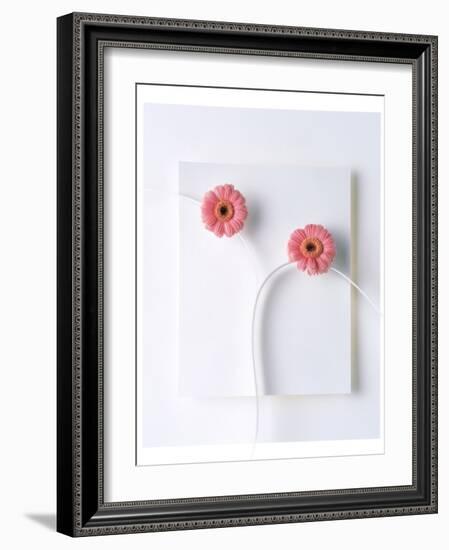 Two Vivid Pink Gerbera Daisy Blooms on White Stems with White Background-null-Framed Photographic Print