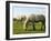 Two Welsh Mountain Ponies (Equus Caballus), Llanrhidian Salt Marshes, Gower Peninsula, Wales-Nick Upton-Framed Photographic Print