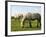 Two Welsh Mountain Ponies (Equus Caballus), Llanrhidian Salt Marshes, Gower Peninsula, Wales-Nick Upton-Framed Photographic Print