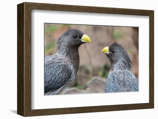 Two Western grey plantain-eaters, The Gambia-Bernard Castelein-Framed Photographic Print
