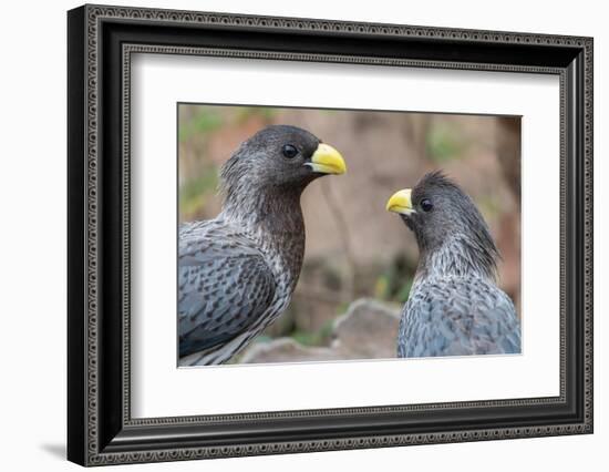 Two Western grey plantain-eaters, The Gambia-Bernard Castelein-Framed Photographic Print