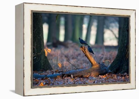 Two Western Jackdaws on a Branch on a Cold Winter Morning-Alex Saberi-Framed Premier Image Canvas