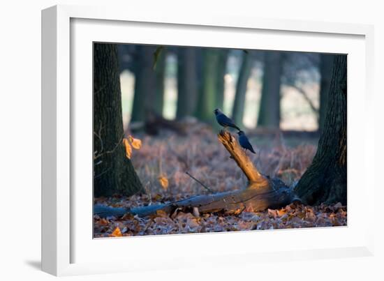 Two Western Jackdaws on a Branch on a Cold Winter Morning-Alex Saberi-Framed Photographic Print