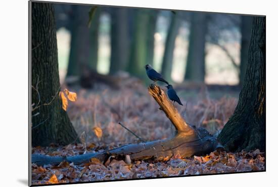 Two Western Jackdaws on a Branch on a Cold Winter Morning-Alex Saberi-Mounted Photographic Print