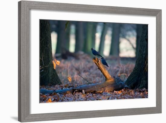 Two Western Jackdaws on a Branch on a Cold Winter Morning-Alex Saberi-Framed Photographic Print