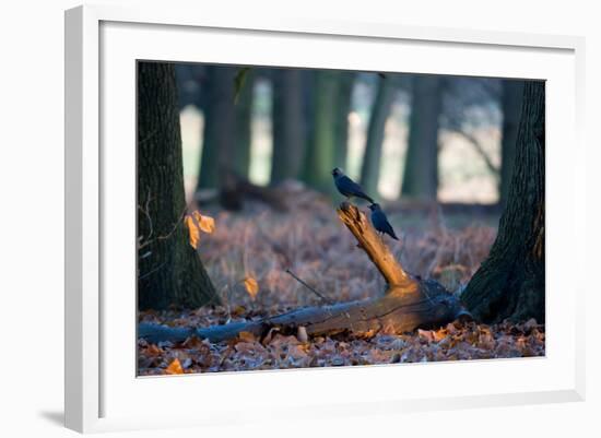 Two Western Jackdaws on a Branch on a Cold Winter Morning-Alex Saberi-Framed Photographic Print