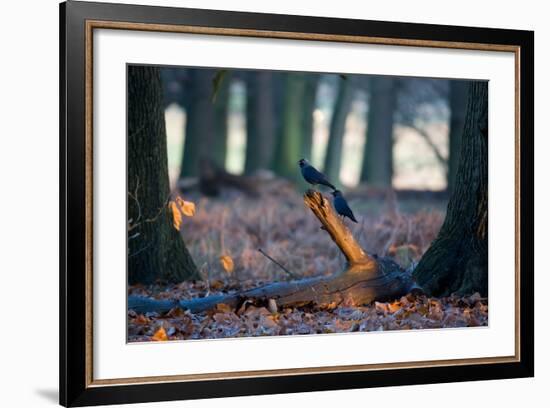 Two Western Jackdaws on a Branch on a Cold Winter Morning-Alex Saberi-Framed Photographic Print