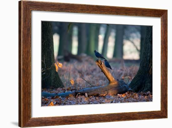 Two Western Jackdaws on a Branch on a Cold Winter Morning-Alex Saberi-Framed Photographic Print