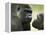 Two Western Lowland Gorillas Face to Face, UK-T.j. Rich-Framed Premier Image Canvas