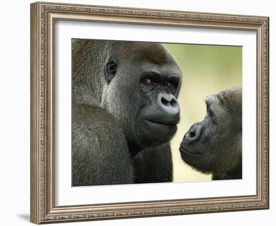 Two Western Lowland Gorillas Face to Face, UK-T.j. Rich-Framed Photographic Print