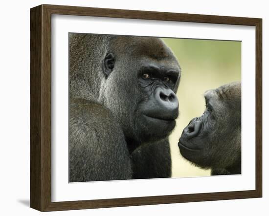 Two Western Lowland Gorillas Face to Face, UK-T.j. Rich-Framed Photographic Print